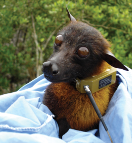 KEEPING TRACK: A flying fox outfitted with a satellite collar.